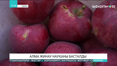 Жамбыл облысында алма жинау науқаны басталды