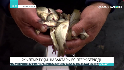 Жылтыр тұқы балығы Есілге жіберілді