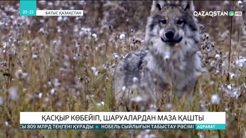 Бөкей ордасы ауданында қасқыр көбейіп, шаруалардан маза қашты