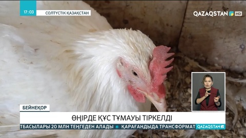 Солтүстік Қазақстан облысында құс тұмауы тіркелді