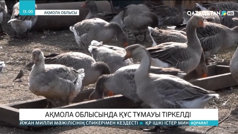Ақмола облысында құс тұмауы тіркелді