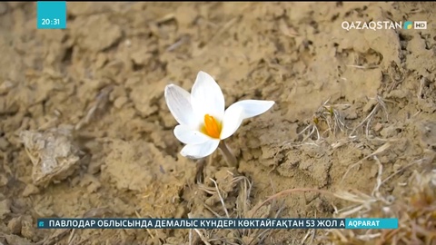 Алматыда қаңтардың қақ ортасында бәйшешек бүр жарды