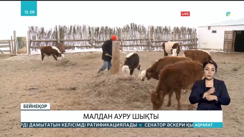 Атырау облысындағы Қызылқоға ауданынан мал арасынан ауру шықты