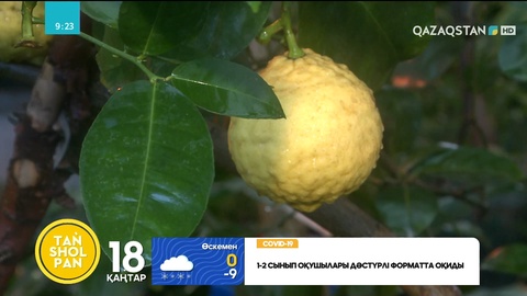 Петропавлдағы ботаникалық бақта лимон ағашы жеміс берді