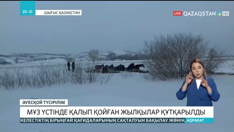 Шығыс Қазақстанда мұз үстінде қалып қойған жылқылар құтқарылды