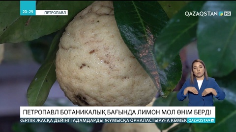Петропавл ботаникалық бағында лимон мол өнім берді