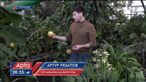 Петропавл ботаникалық бағындағы лимон ағаштары мол өнім беріп жатыр