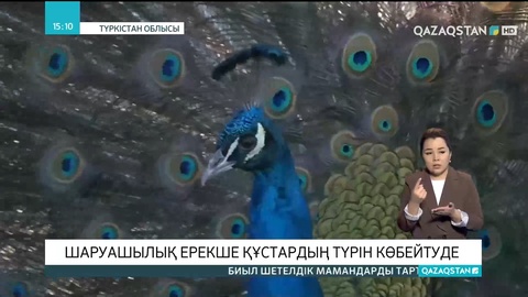 Сарыағаш ауданында ерекше құстардың бірнеше түрі өсіріледі