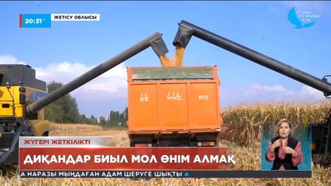 Жетісу облысында жүгері ору науқаны қарқынды жүріп жатыр