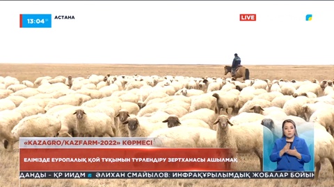 Елімізде еуропалық қой тұқымын түрлендіру зертханасы ашылмақ