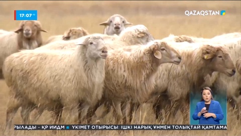 Елімізде Еуропалық қой тұқымын түрлендіру зертханасы ашылмақ