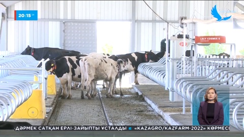 Түркістан облысында сүт өңдейтін шағын цехтар салынады