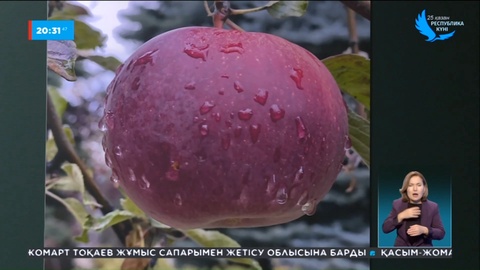 Алматыда Халықаралық алма күніне орай көрме өтті