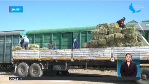 Маңғыстауда 2000 тоннаға жуық мал азығы жиналды