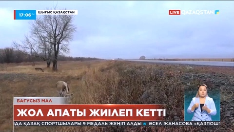 Шығыста малдың кесірінен жол апаты көбейген