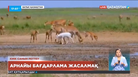 Киік санын реттеу бойынша арнайы бағдарлама жасалмақ
