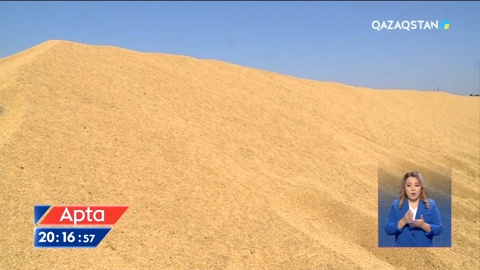 Елдегі мыңдаған тонна бидай шіріп кеткелі тұр