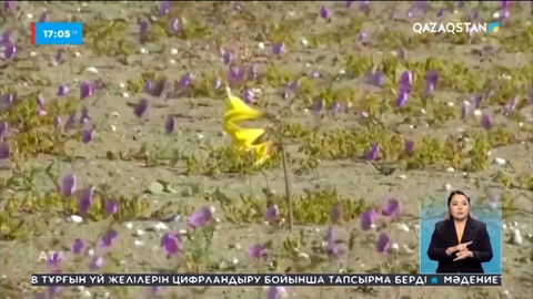 Чилидегі Атакама шөлінде ұлттық гүлдер саябағы ашылады