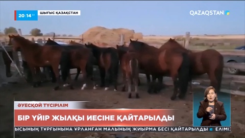 Шығыс Қазақстан облысында жоғалған бір үйір жылқы иесіне қайтарылды