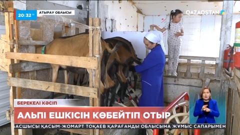 Атырау тұрғыны Франциядан алдырған асыл тұқымды ешкіні өз ауласында көбейтіп отыр