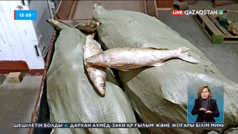 Заңсыз ауланған 20 тонна балық тәркіленді