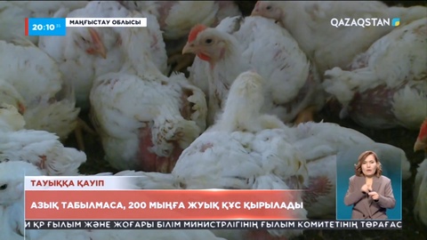 Маңғыстауда құс фабрикасындағы 200 мыңға жуық тауық жаппай қырылып қалуы мүмкін