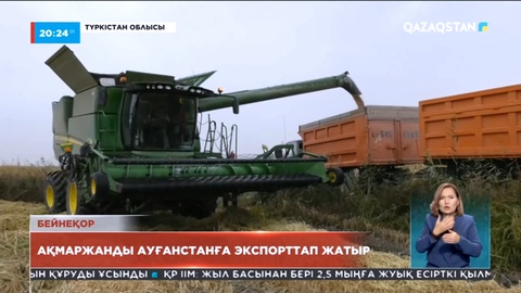 Түркістан облысының шаруалары күрішті Ауғанстанға экспорттап жатыр