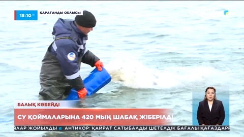 Қарағанды облысында ірі су қоймаларына 420 мыңнан астам шабақ жіберілді