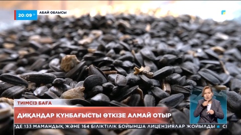 Абай облысының диқандары күнбағысты өткізе алмай отыр