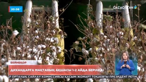 Оңтүстік дихандары мақтаның ақшасын ала алмай жүр