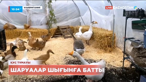Ұлыбританияда шаруалар шығынға батып жатыр