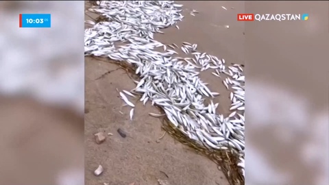 Алматы облысында шабақ балықтар қырылып жатыр