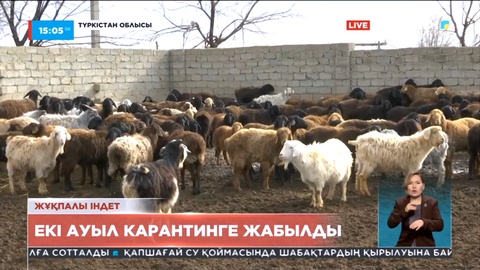 Қазығұртта ұсақ малдан бруцеллез анықталды