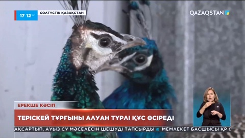 Теріскей тұрғыны алуан түрлі құс өсіреді