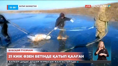 БҚО-да 21 киік өзен бетінде мұз болып қатып қалған