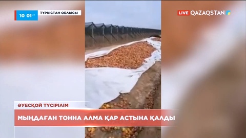 Түркістан облысында мыңдаған тонна алма қар астында қалды