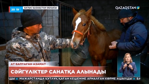 Батыс Қазақстан облысында қазақы жылқыларды құжаттандырып, чиптеу басталды