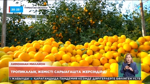 Қазақстанда 30 гектар ғана лимон бағы бар
