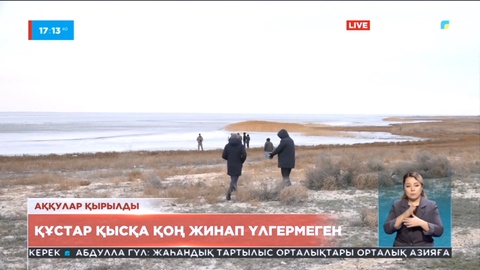 Маңғыстау облысында аққулар қырылып жатыр