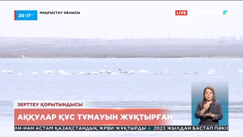 Маңғыстауда Қаракөл көлінде өлген аққулардан құс тұмауы анықталды