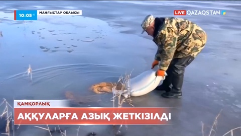 Маңғыстау облысындағы Қаракөл көлінде аққуларға азық жеткізілді