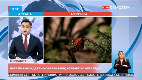 Мексикаға миллиондаған монархиялық көбелек ұшып барды