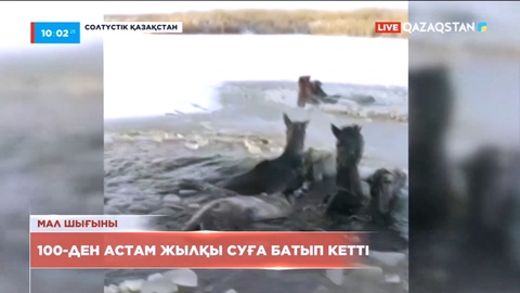 Солтүстік Қазақстанның Айыртау ауданына 100-ден астам жылқы суға батып кетті