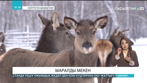 СҚО-дағы «Красный бор» жануарларды қорғау аймағында маралдардың саны көбейіп келеді