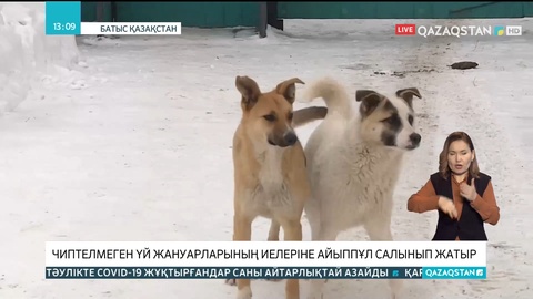 Батыс Қазақстан облысында чиптелмеген ит-мысық иелеріне айыппұл салына бастады