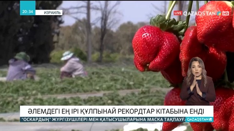 Әлемдегі ең ірі құлпынай рекордтар кітабына енді