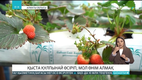Алматы облысында шаруалар қыста да құлпынай өсіруде