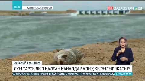 Арал ауданында суы тартылып қалған каналда балық қырылып жатыр