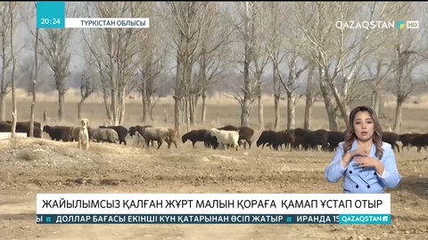 Түркістан облысында жайылымсыз қалған жұрт малын қораға қамап ұстап отыр