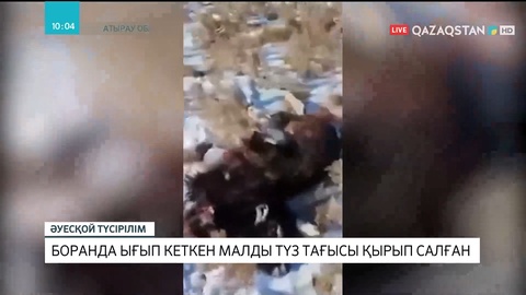 Атырау облысында боранда ығып қалған малды түз тағысы қырып кетті